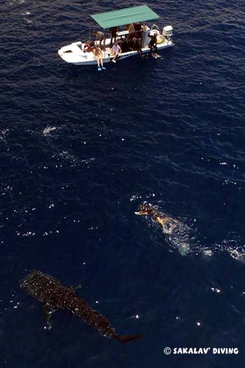 requin baleine en snorkeling à nosy be